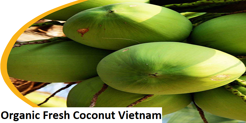 Organic Fresh Coconut Vietnam